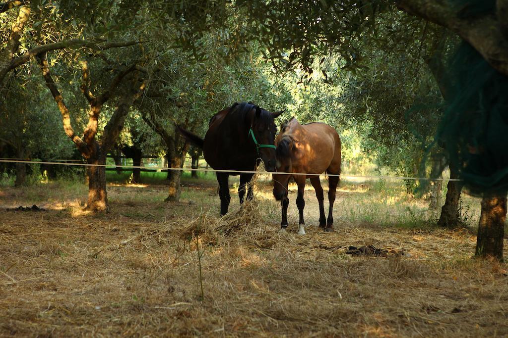 Agriturismo Il Pozzo Casal Velino Exteriér fotografie